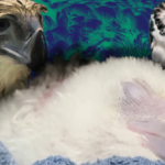Bayani: Natawo ang PH Eagle Chick No. 32