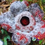 30 endangered Rafflesia mira, nakapalgan sa Tarragona, DavOr