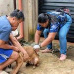 High-Density Anti-Rabies Vaccination Campaign sa Malaybalay City Vet, nakabakuna ug 10,850 ka mga iro ug iring sa unang 6 ka adlaw