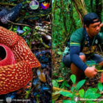 Rafflesia, nadiskobrehan sa lasang sa Bukidnon
