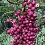 Talagsaon nga Rattan, nadiskobre pag-usab sa Mt. Candalaga human sa 110 ka tuig