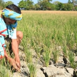 DA, mipasalig nga adunay igo nga suplay sa humay ug pipila ka agri products sa pagnamastamas sa Super El Niño