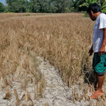 Gidaghanon sa kadaot sa agrikultura tungod sa El Niño, misaka sa ₱6.54 bilyones